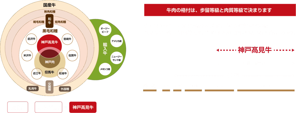 神戸髙見牛の血統、位置付けランク